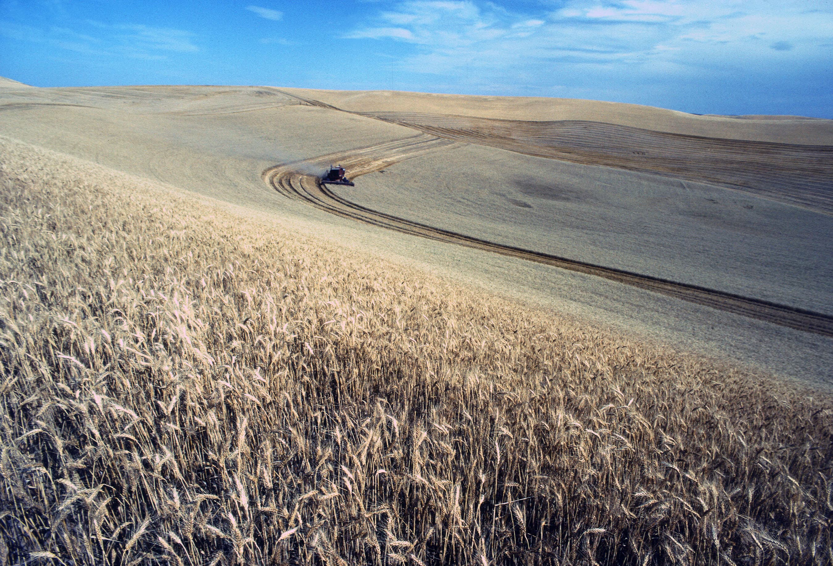 Combine harvesters working a wheat field
